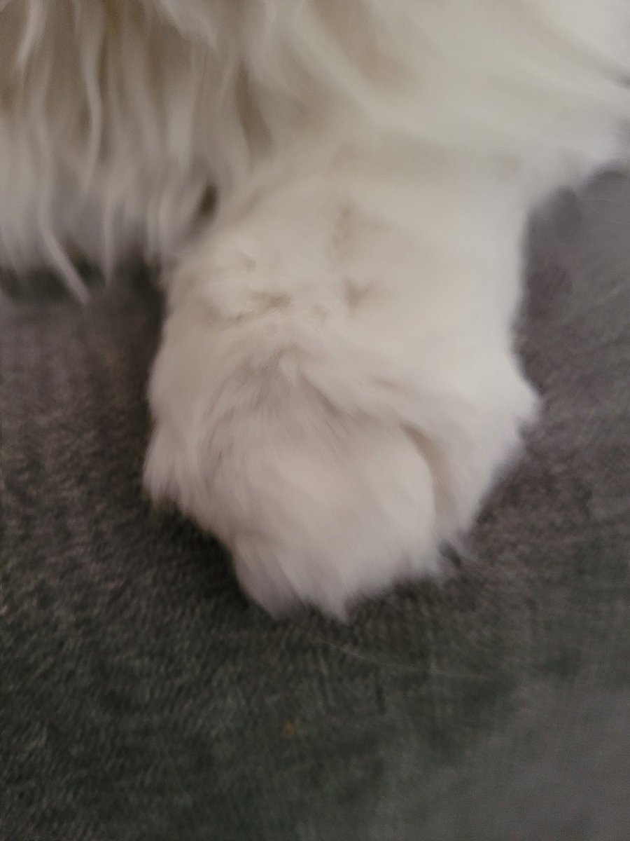 EllaLilyAJ's tweet photo. @DomainDoris ๐ ๐ ๐ The staff call mine the 'Yeti Paw' ๐ ๐ ๐
#CatsofTwittter #whyonlyone #proprietarypaw https://t.co/NiTCEOhomZ