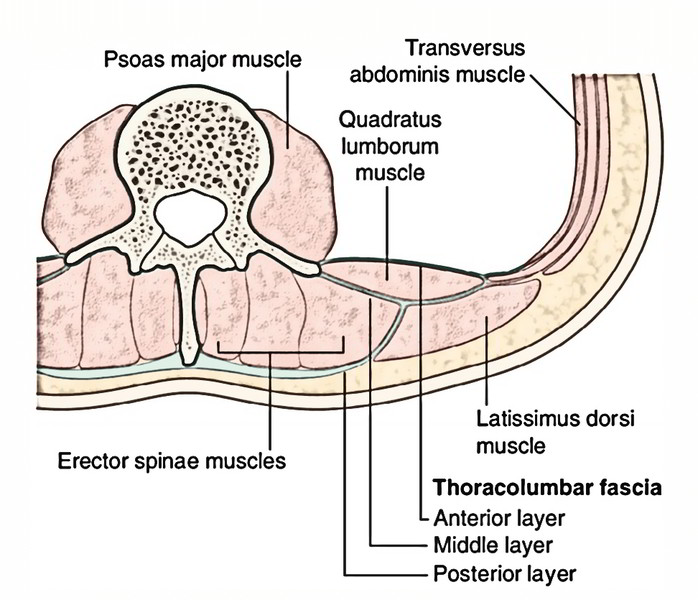 samrad77's tweet photo. Review of fascial anatomy of lumbar perivertebral region. Illustration showing the middle thoracolumbar fascia (MTLF) and its sublayers; the MTLF contains 3 layers/lamina. The circle shows a magnified detailed image of the 3 layers of the MTLF. https://t.co/Z9LfGGfFE0