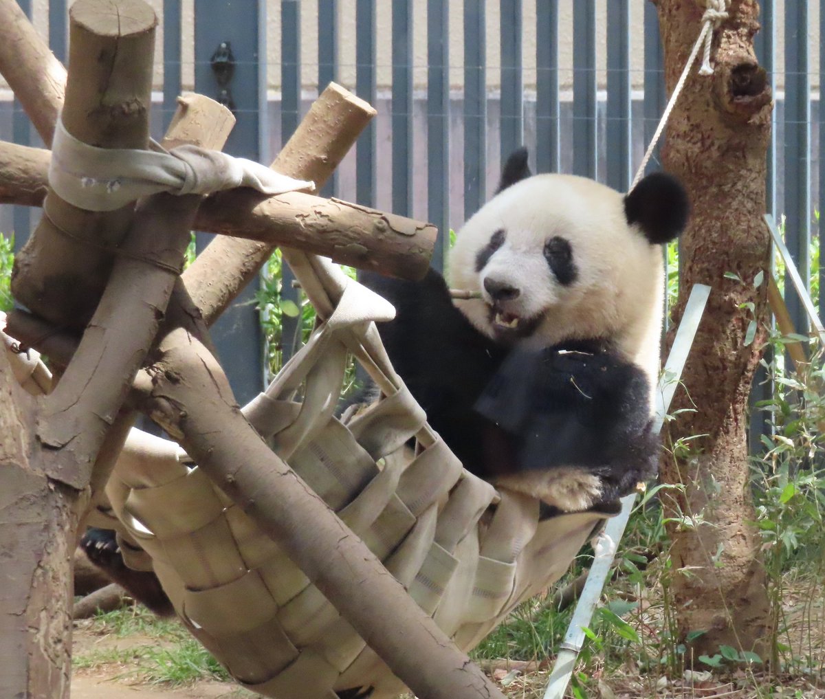 パンダ様 こひつじパンダ (@kohitsuzipanda) / Posts / X