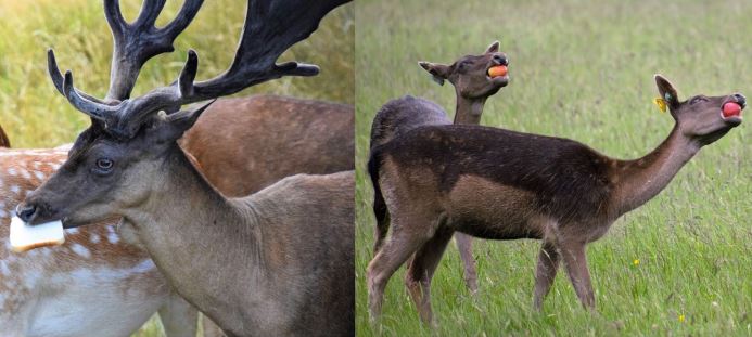 UCD_Wildlife's tweet photo. People feeding deer may alter their gastrointestinal integrity: another study showing that we should not feed wildlife @UCD_Wildlife @lauraelgriffin @opwireland @phoenixparkopw @ucdscience https://t.co/bsjAisvGhX https://t.co/rpAmtBSNpz