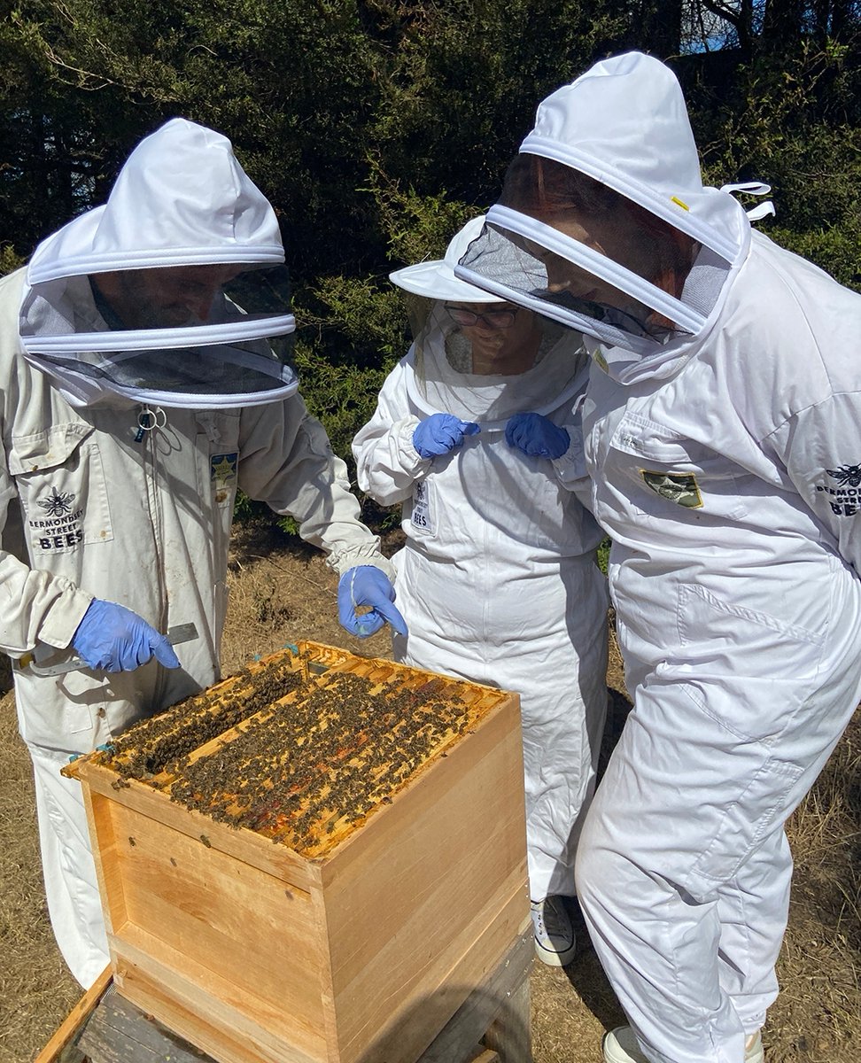 CrownPartner's tweet photo. We're busy bees at Crown HQ at the moment but we've recently introduced bee hives too to promote sustainability and home grown produce and it seems to be going very well!

#BeeHive #BeeKeeping #HomeGrownProduce #FreshProduce #Sustainability #Honey https://t.co/9fimge7zfy