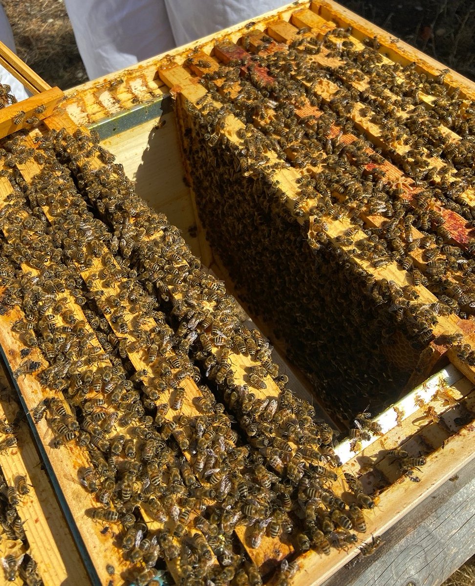 CrownPartner's tweet photo. We're busy bees at Crown HQ at the moment but we've recently introduced bee hives too to promote sustainability and home grown produce and it seems to be going very well!

#BeeHive #BeeKeeping #HomeGrownProduce #FreshProduce #Sustainability #Honey https://t.co/9fimge7zfy