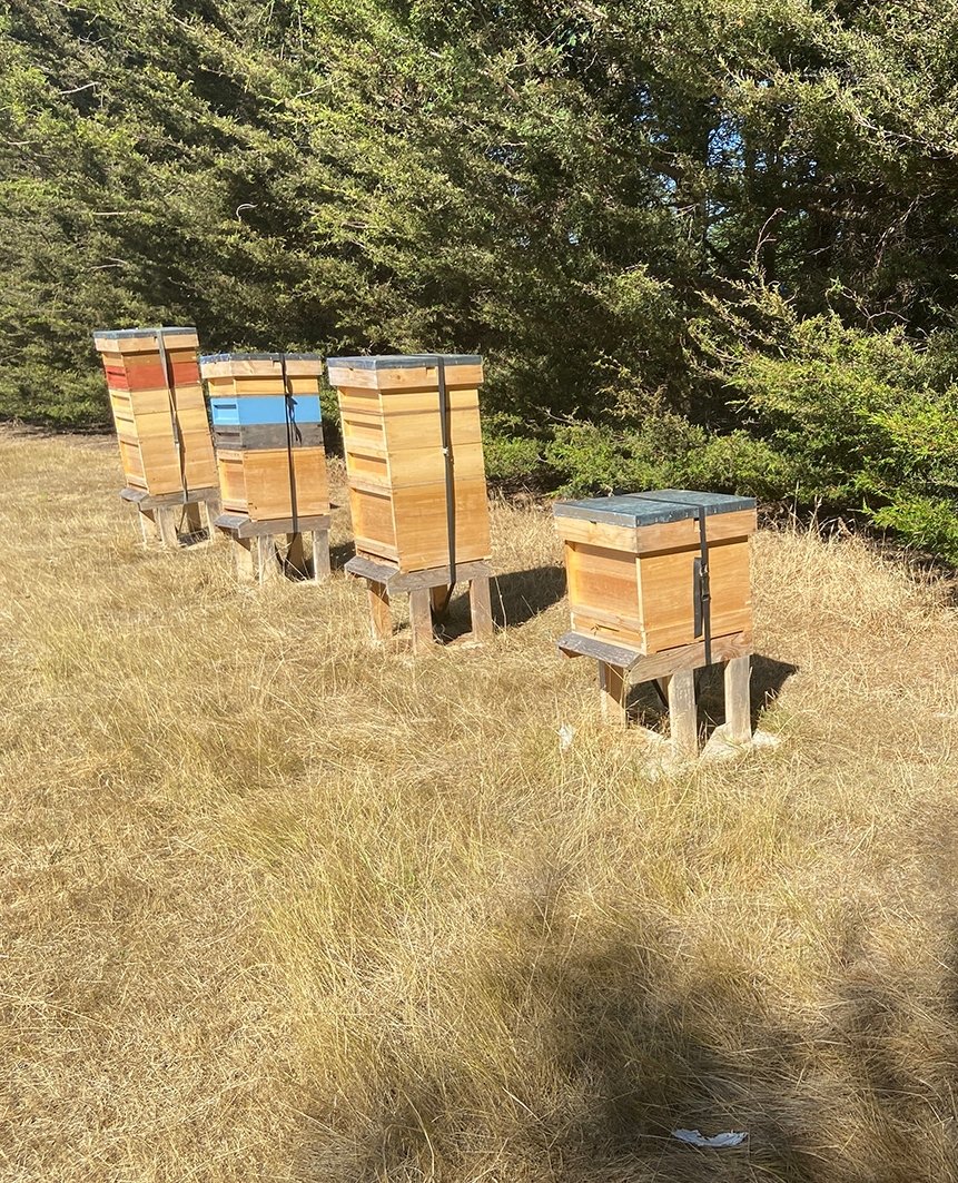 CrownPartner's tweet photo. We're busy bees at Crown HQ at the moment but we've recently introduced bee hives too to promote sustainability and home grown produce and it seems to be going very well!

#BeeHive #BeeKeeping #HomeGrownProduce #FreshProduce #Sustainability #Honey https://t.co/9fimge7zfy