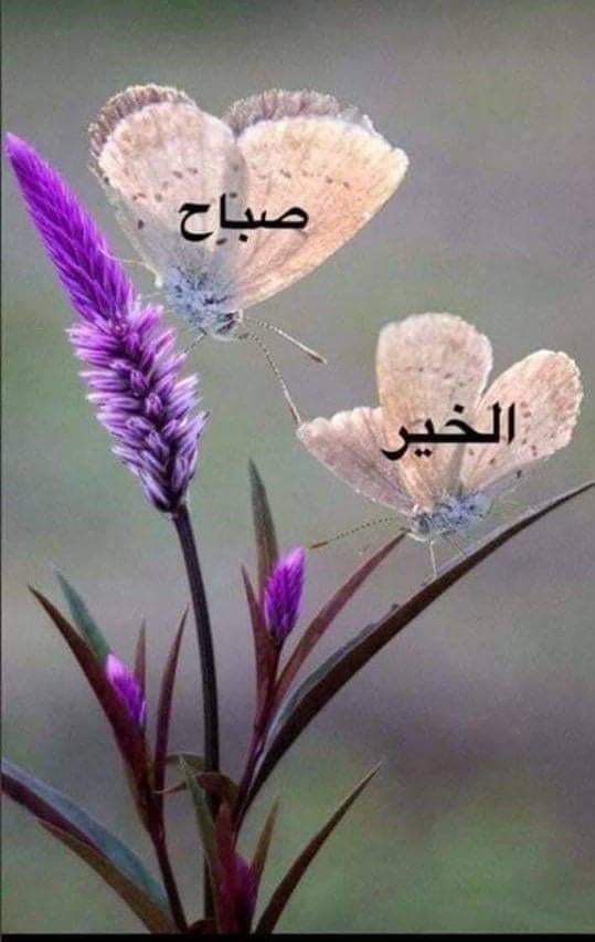 MBalamarat's tweet photo. اهلا بكم جميعا https://t.co/uvEEQH7uEB