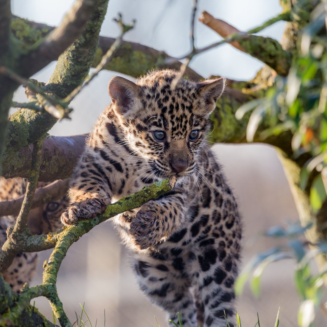 rainforestconce's tweet photo. Happy bank holiday Monday!
Here's a picture of a jaguar cub to start off your week - double tap ๐
#bankholiday #jaguar #jaguarcub #wildlifephotography #happymonday #mondaymotivation #speciesconservation #rainforestconcern https://t.co/glmsDIXrvU