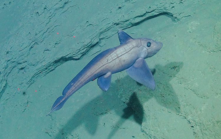 Fish ahoy 🐟

Luis Greiffenhagen aboard the #JC237 expedition to Whittard Canyon updates us on some of the fascinating creatures found in the area, including a chimaera and a dumbo octopus (Grimpotheutis)!

iatlantic.eu/expedition_blo…

#WorldWaterWeek