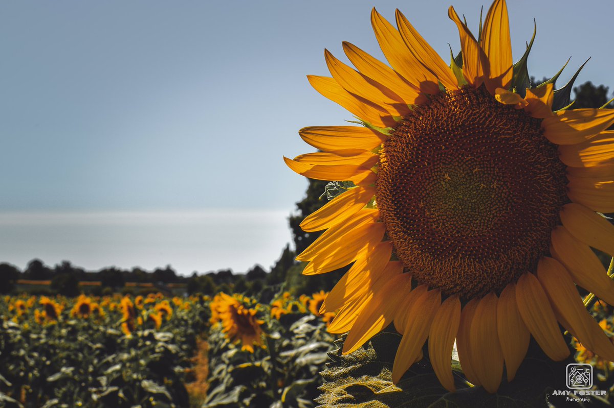 amyfoster_photo's tweet photo. Some more happy sunflower shots 🌻📸

📸 Nikon D5600
✍️ Adobe Lightroom

#photography #photographer #Nikon #nikonphotography #nikoneurope #nikonownermagazine #nikond5600 #sunflower #sunflowerfields #Yellow #adobe #adobelightroom #photooftheday #photographersoftwitter https://t.co/fs3xgxMJrg