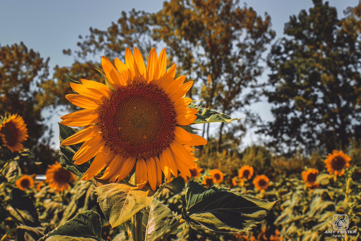 amyfoster_photo's tweet photo. Some more happy sunflower shots 🌻📸

📸 Nikon D5600
✍️ Adobe Lightroom

#photography #photographer #Nikon #nikonphotography #nikoneurope #nikonownermagazine #nikond5600 #sunflower #sunflowerfields #Yellow #adobe #adobelightroom #photooftheday #photographersoftwitter https://t.co/fs3xgxMJrg