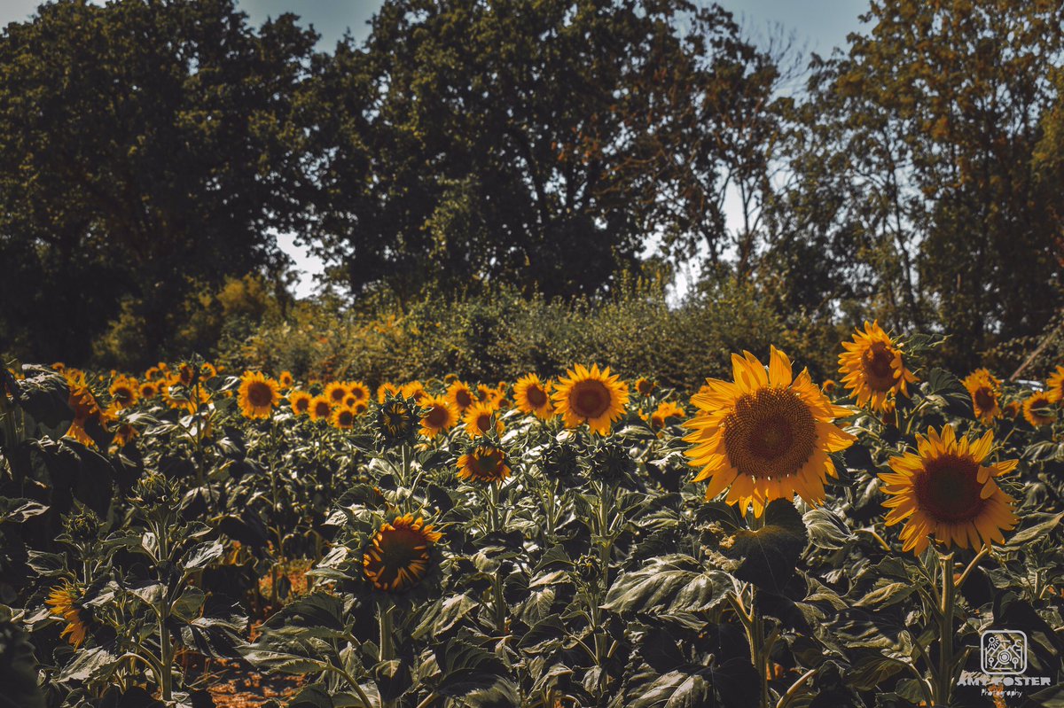 amyfoster_photo's tweet photo. Some more happy sunflower shots 🌻📸

📸 Nikon D5600
✍️ Adobe Lightroom

#photography #photographer #Nikon #nikonphotography #nikoneurope #nikonownermagazine #nikond5600 #sunflower #sunflowerfields #Yellow #adobe #adobelightroom #photooftheday #photographersoftwitter https://t.co/fs3xgxMJrg
