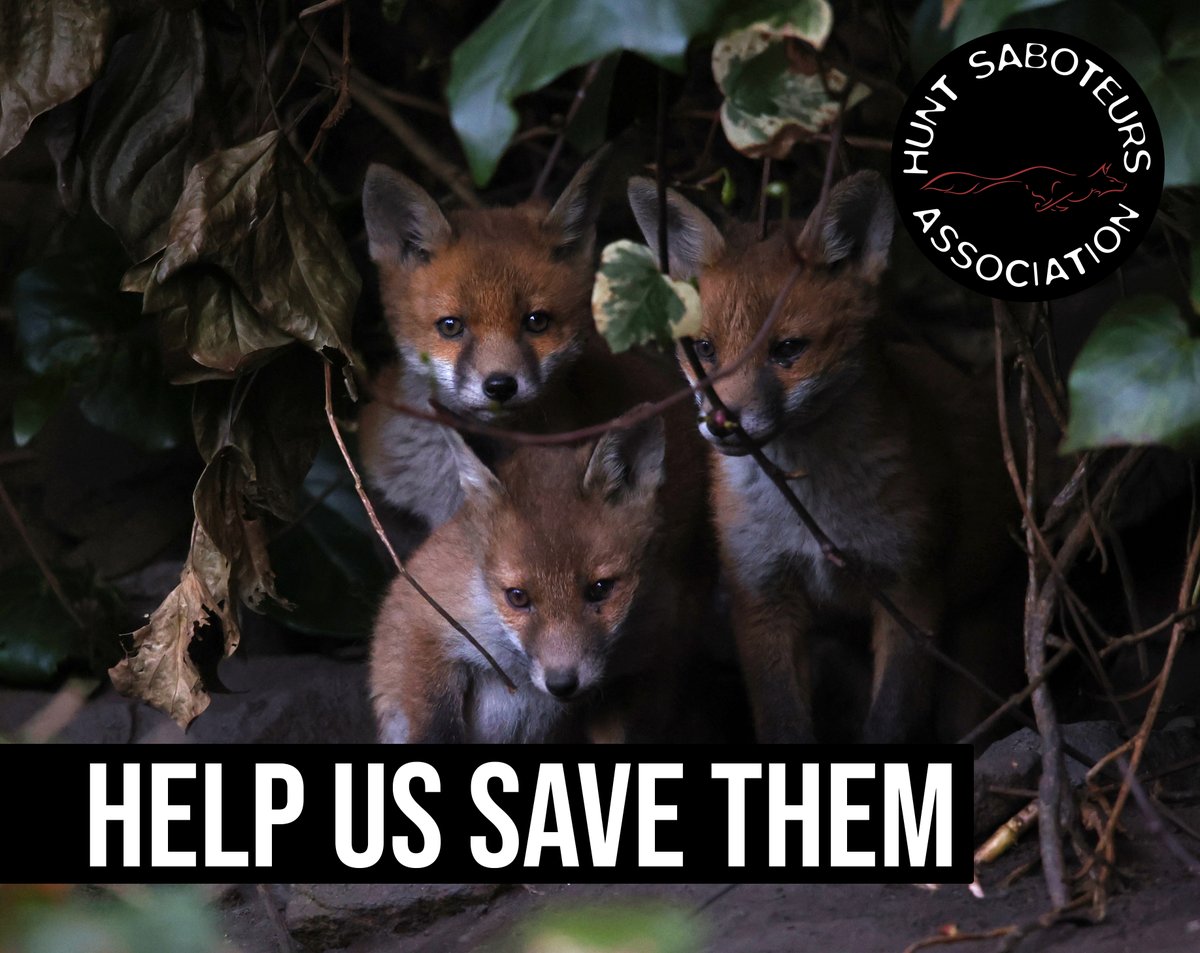 Did you know that we are the only organisation taking direct action against fox hunting?

Help save the lives of hunted wildlife by becoming a member of the Hunt Saboteurs Association today: huntsabs.org.uk/product-catego…

📷: Steve Midgley