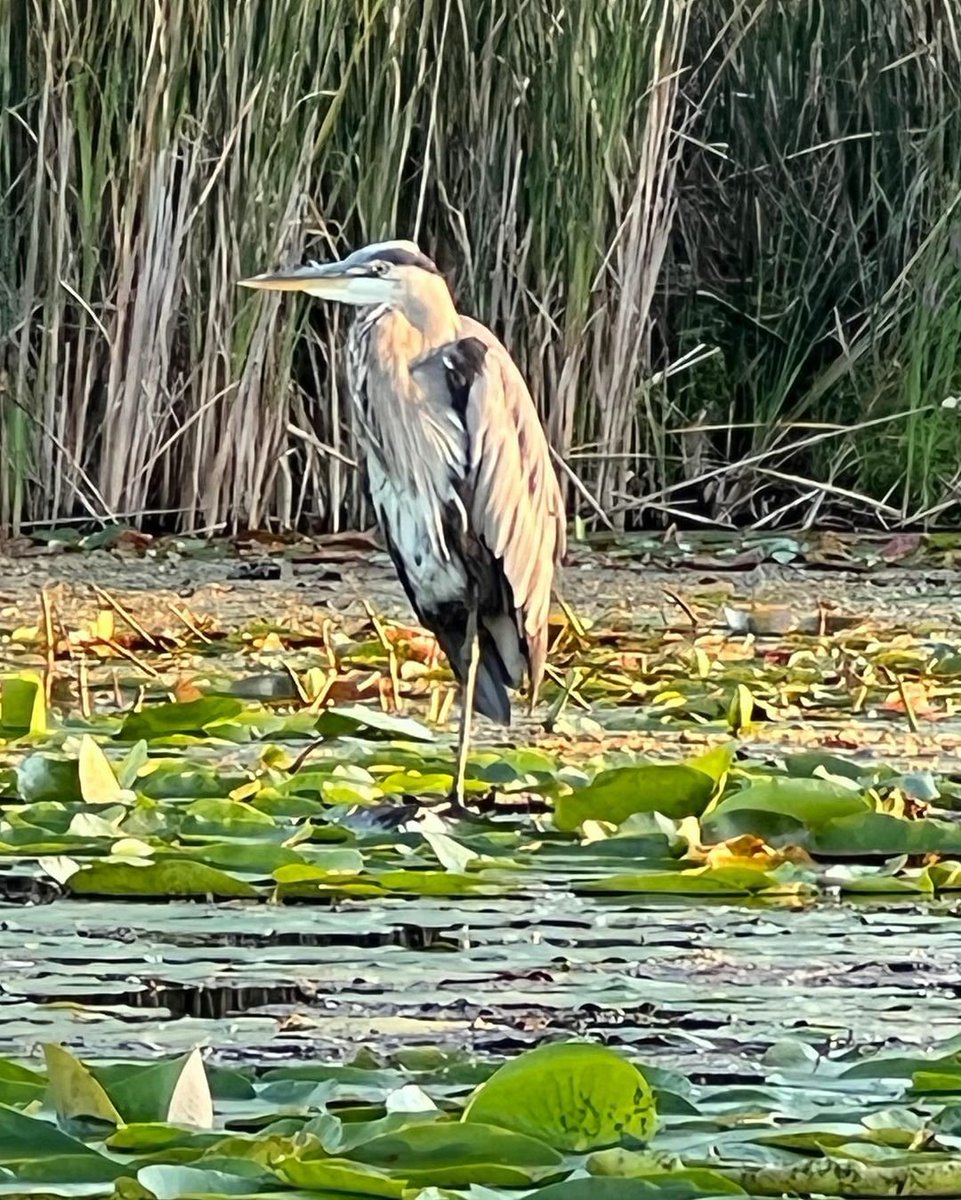 kawarthaNOW's tweet photo. Good Monday morning our #kawarthapeeps from Erin Shannon on Chemong Lake. Always a great day when you see a great blue heron. Follow the photographer on Instagram at https://t.co/UWFykl4B6a
#greatblueheron #chemonglake #chemong #bridgenorth #ennismore #selwyn #thekawarthas https://t.co/L21GhbUcEL