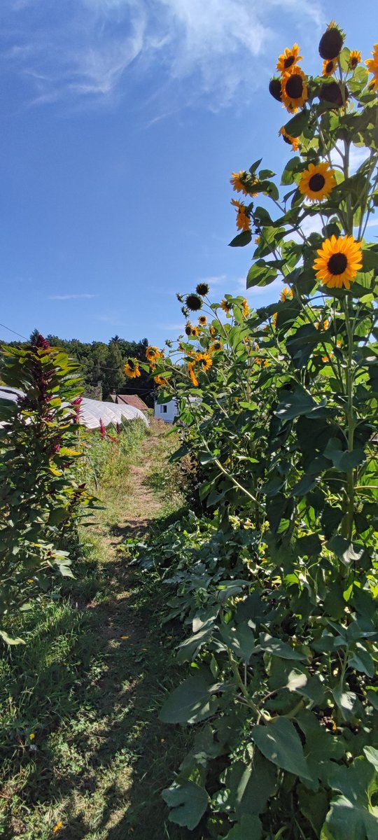microferme's tweet photo. Bonne semaine les ami(e)s. Malgré la sécheresse le jardin sans sort plutôt bien. 
#Permaculture #jardin #gardening #GardenersWorld https://t.co/WQfL0gdNP6