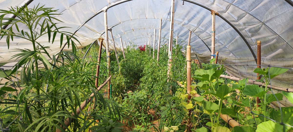 microferme's tweet photo. Bonne semaine les ami(e)s. Malgré la sécheresse le jardin sans sort plutôt bien. 
#Permaculture #jardin #gardening #GardenersWorld https://t.co/WQfL0gdNP6