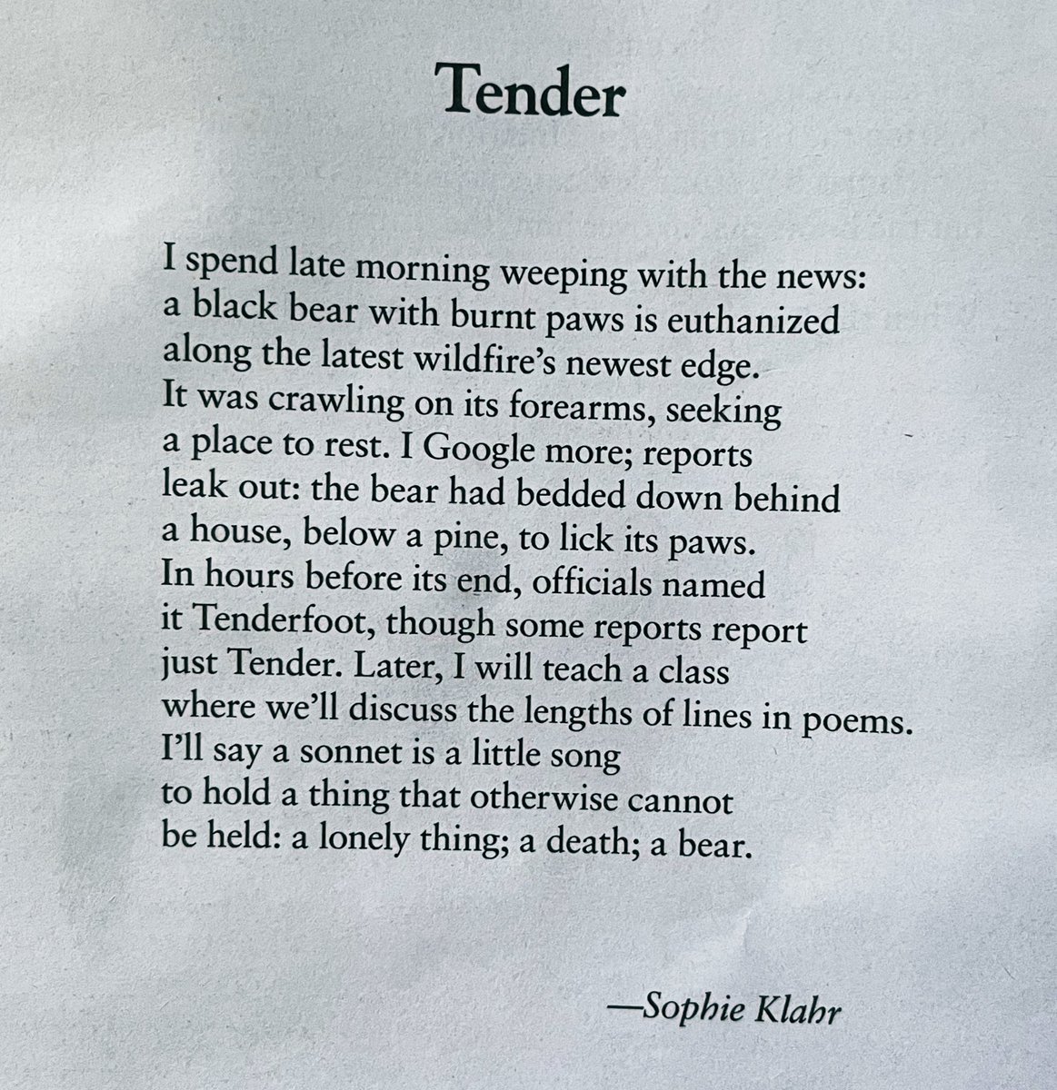 sophieklahr's tweet photo. gratitude to @3pennyreview for publishing this new sonnet 💙🐾 dedicated to the countless animals lost to our unfolding climate disaster, &amp; also to all those helping and grieving with the tools we have https://t.co/UwcnStI7VN