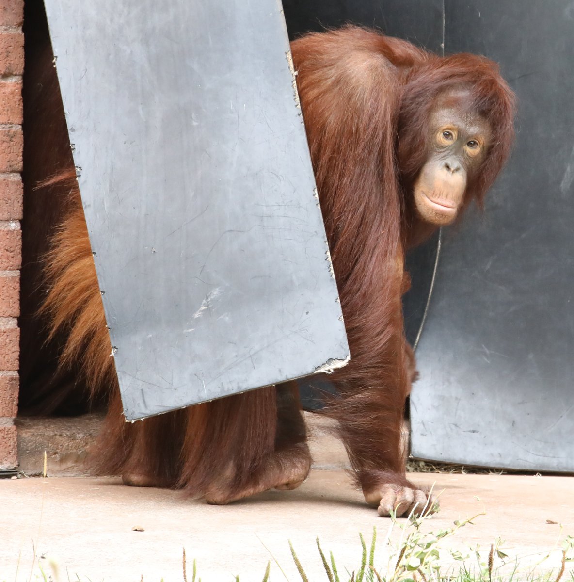 MiriamHaas11's tweet photo. Bornean Orangutan mother + daughter @PaigntonZoo #orangutans https://t.co/L9eJY4zuIU