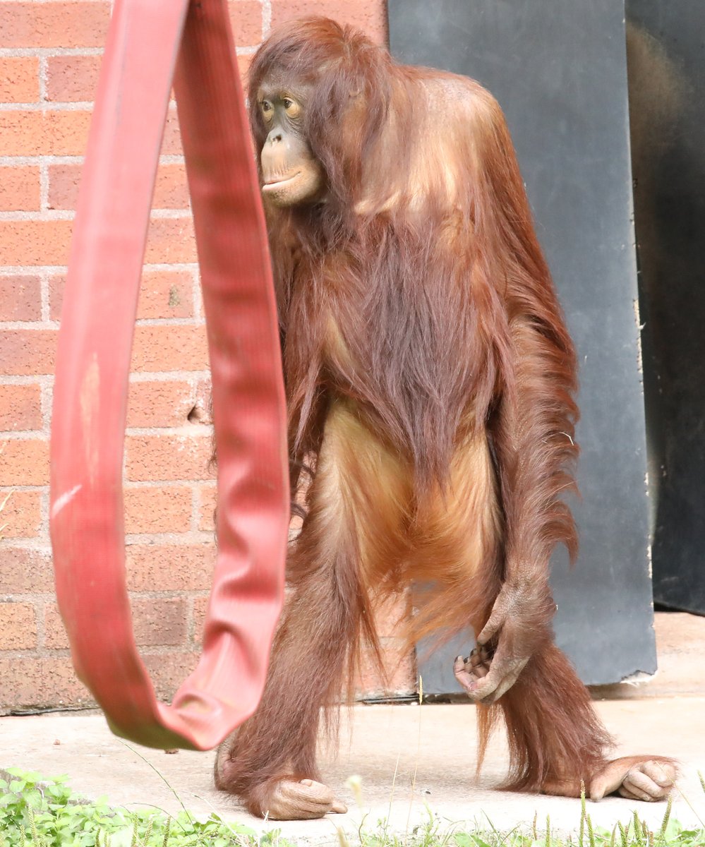 MiriamHaas11's tweet photo. Bornean Orangutan mother + daughter @PaigntonZoo #orangutans https://t.co/L9eJY4zuIU