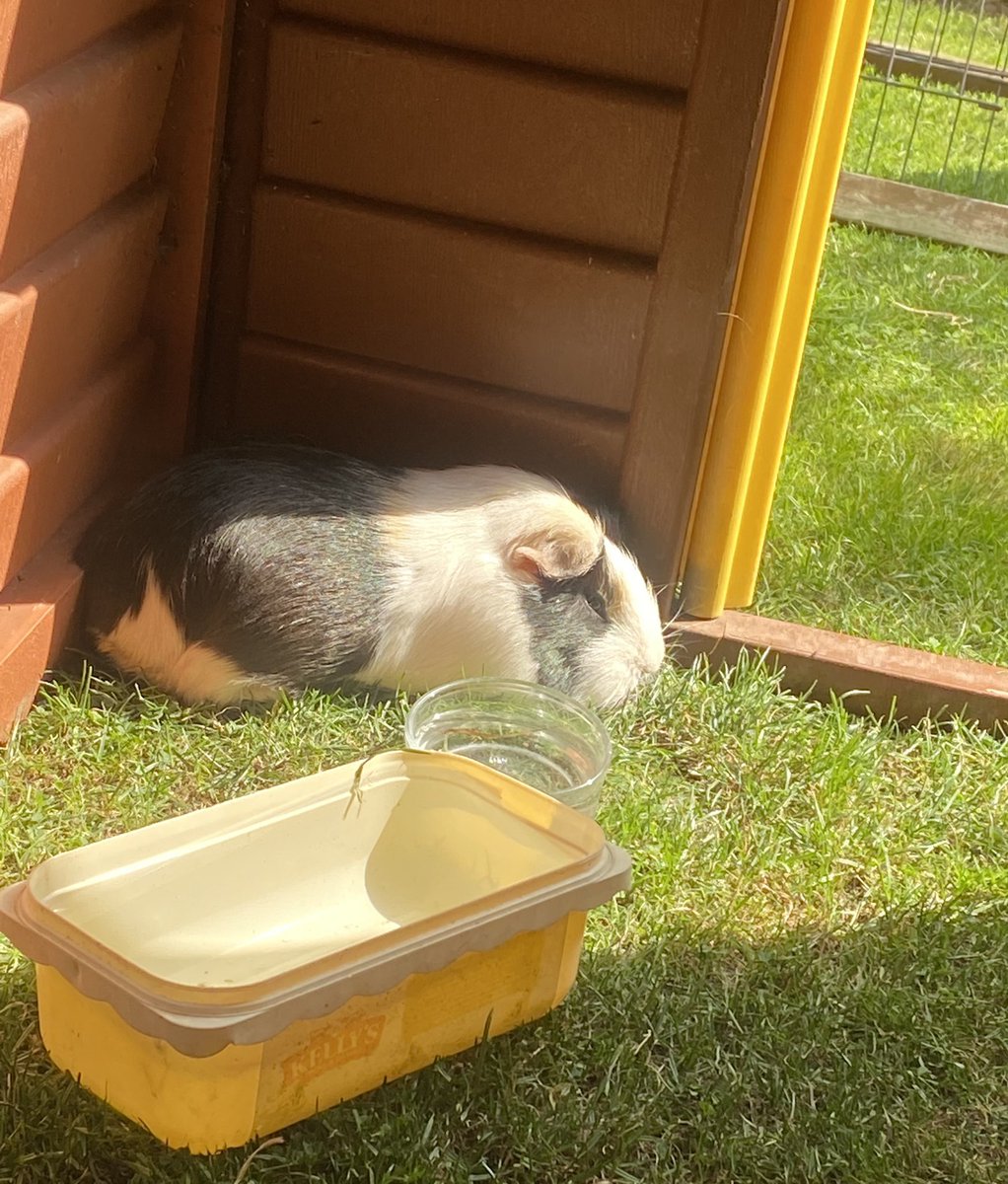 #willow snoozing in the sun. #SundayMorning #snooze #chill #guineapig #cavvies #garden #weekend #summer