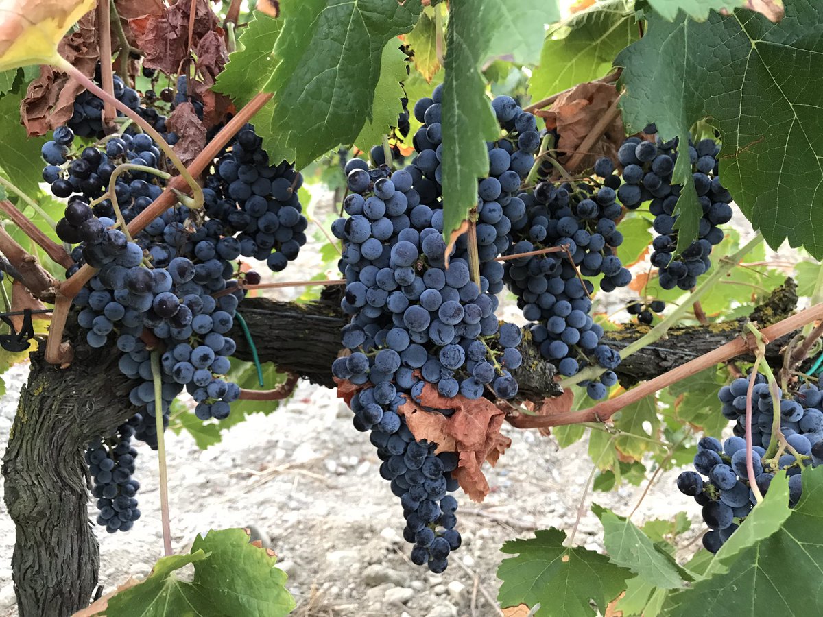 TeiaG2012's tweet photo. Mostrejant #merlots des de bon matí. Aquest any una petita gran millora gràcies a la @flodemelocoto, ja no usem bosses de #plàstic als mostrejos, usem aquests pots #reutilitzables, amb pocs passarem tota la verema i les que vinguin…només any passat vam agafar prop de 140 mostres https://t.co/va9bXUYGbH