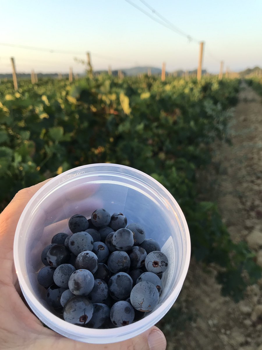 TeiaG2012's tweet photo. Mostrejant #merlots des de bon matí. Aquest any una petita gran millora gràcies a la @flodemelocoto, ja no usem bosses de #plàstic als mostrejos, usem aquests pots #reutilitzables, amb pocs passarem tota la verema i les que vinguin…només any passat vam agafar prop de 140 mostres https://t.co/va9bXUYGbH