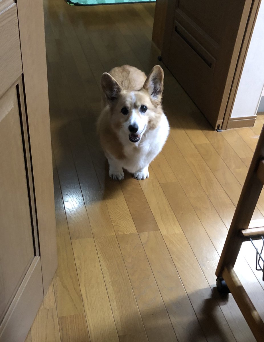 tanaq_ichikawa's tweet photo. ただいまー´ｰ` )ﾉ🚪 https://t.co/IvEVIVFiOz