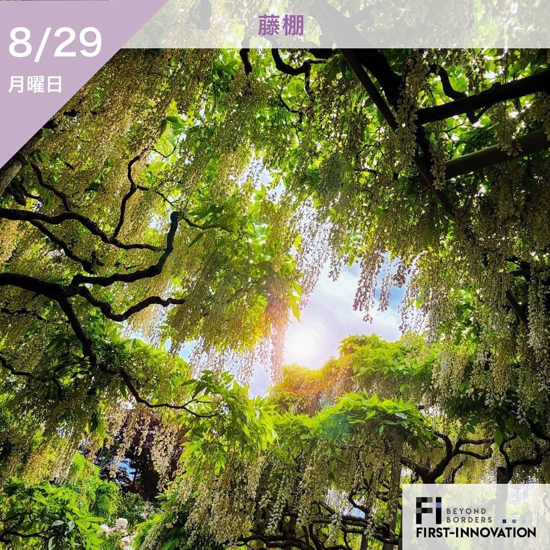 fstinnovations's tweet photo. こんにちは!
本日は8月29日月曜日です!🌞
先日藤棚を見に行った際の写真です🌸
とても綺麗で癒されました✨
#ファーストイノベーション #firstinnovation #企業公式相互フォロー #企業公式夏のフォロー祭り #東京 #晴海 #勝どき #藤棚 #花 https://t.co/Cc2ahXf6H0