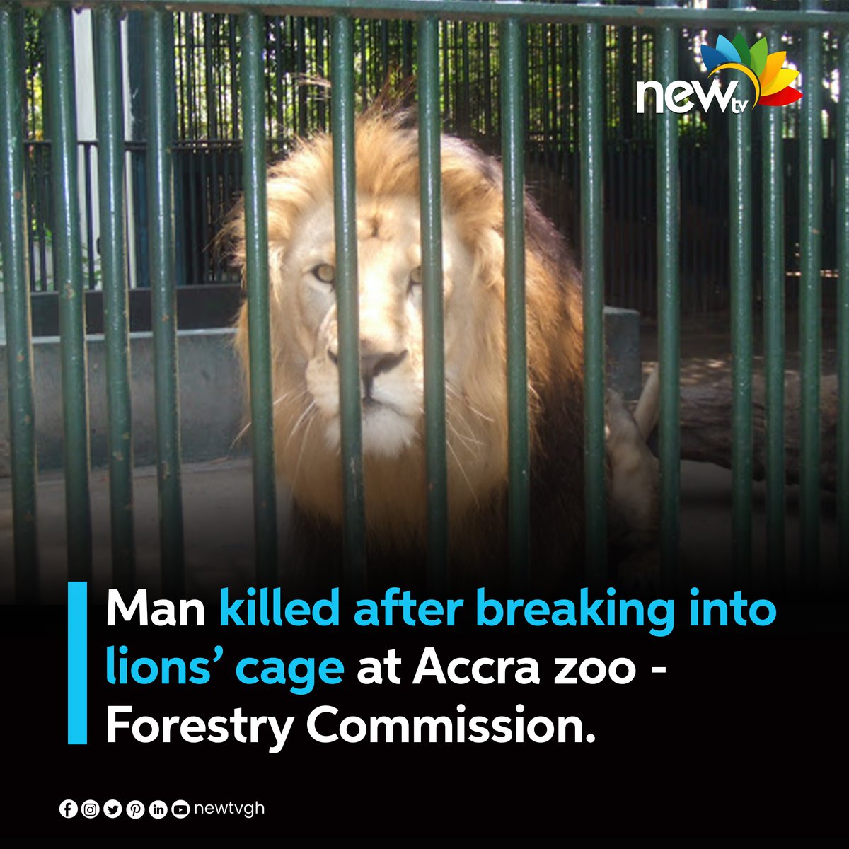newtvgh's tweet photo. A man was killed by a lion at the Accra Zoo in the Achimota Forest after allegedly breaking into the lions' cage before being attacked and injured by one of them. Authorities at the zoo have stated that they are unaware of the man's motivation for performing such an act.
#newtvgh https://t.co/ogWhJkKIfk