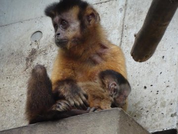 日立市かみね動物園 もぐもぐタイム