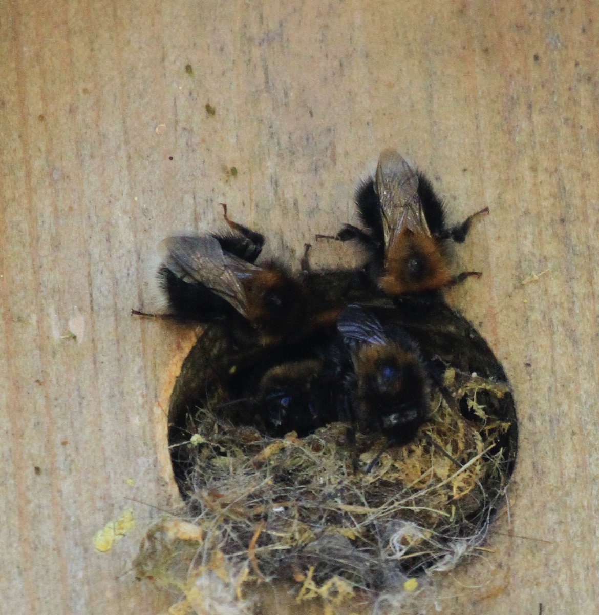 MrsP512's tweet photo. @LeaLeaLemon Our bird box bees have moved on (pic from earlier in the year) Now have local honey bees coming to drink from our pond. #HiveOfActivity ๐ https://t.co/rKPwbh81KP