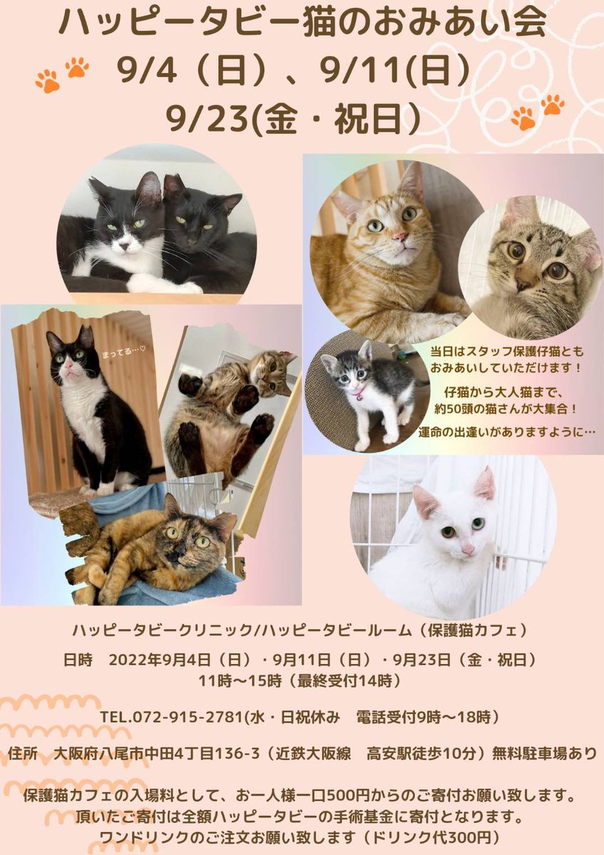 Happy Tabby Room ハッピータビールーム 大阪にある猫カフェ 子猫のへや