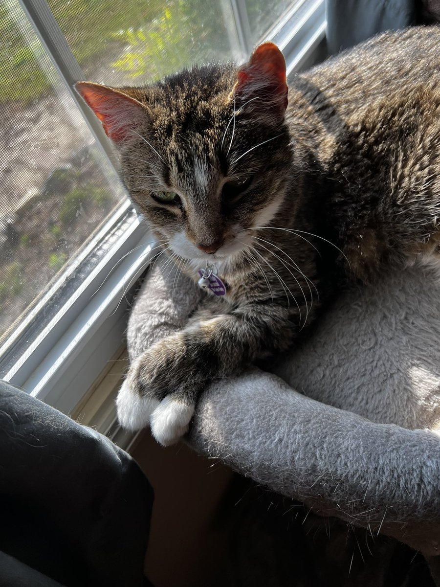 CrittersofH's tweet photo. Fatta Catta Kelly and her kwiss kwoss kitty paws! 18 years young and sassy #kwisskwosskittypaws #Tabby #FatCat #AdoptDontShop #windowperch #catnap #Caturday #Mondaymorning #cat #meow #purr @DinahLewisTayl1 https://t.co/4nHFCLrGWC