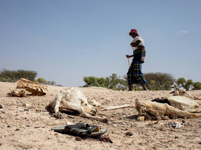 itwinkleearth's tweet photo. Did you know that in some parts of Somalia, it hasn't rained in 2 years?
Though the most recent #drought experienced in Nigeria occurred between 1991-1995, Nigeria is not immune to droughts.
Conditions such as #lowrainfall, reduced cloud cover and greater evaporation rates... https://t.co/rvtjPtW19G