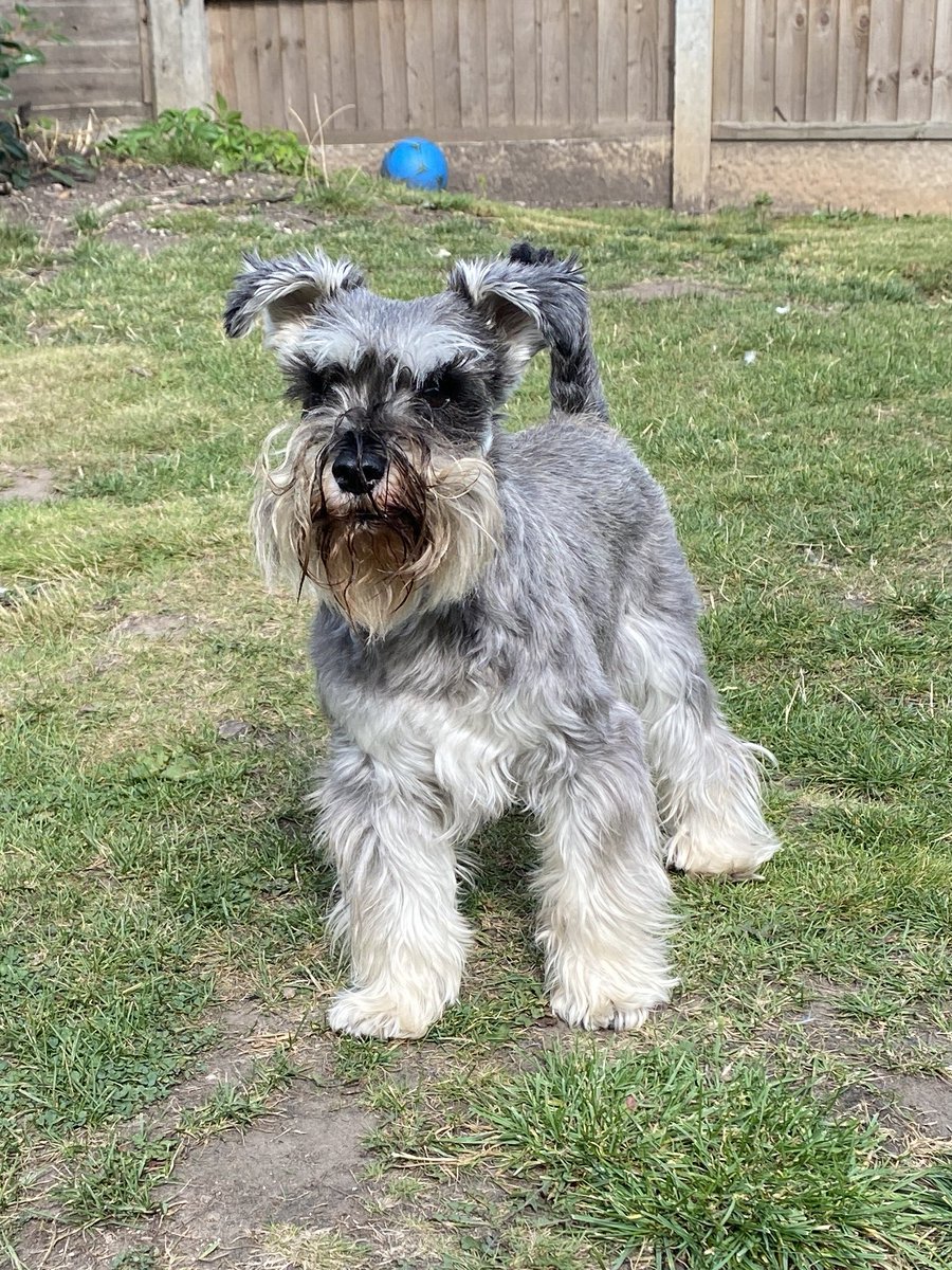 Scruffy hair, I don’t care 🤣 cos today I am 8 🎁🎂🎉