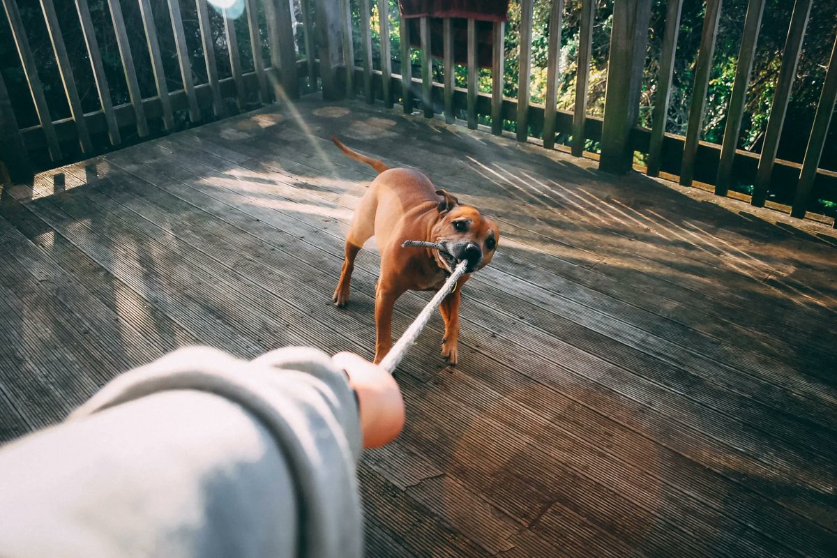 Injury_Council's tweet photo. Have you every experienced or know someone who experienced a dog bite injury? Dog bites are more common than you think. Learn how to file a claim and the compensation you may be entitled to.

https://t.co/rtZLMQ03nU

#dog #dogbites #bites #injury #InjuryLaw #personalinjury https://t.co/q4l6FKqpE0