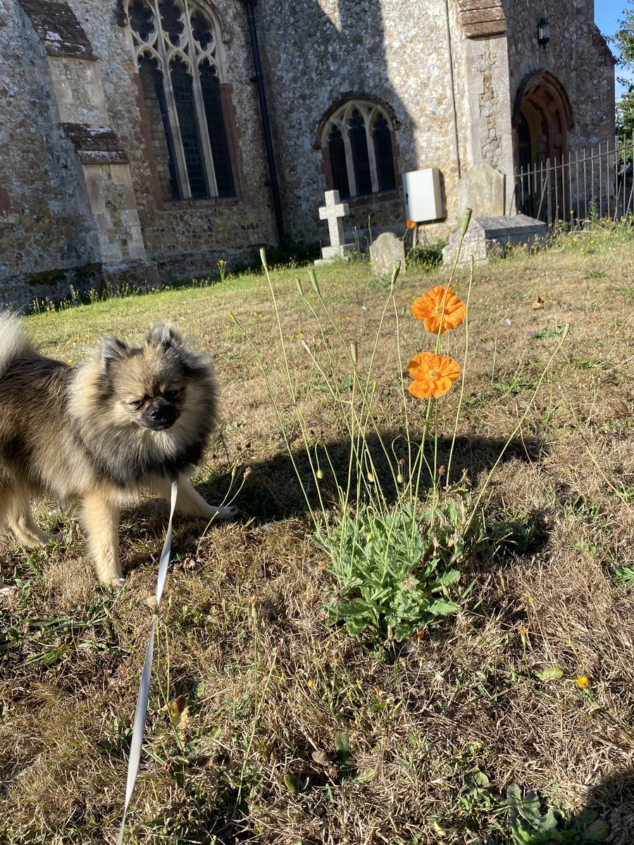 🧡🧡 🤩 wowserz ..🐶😎 Whilst out walking this morning we spotted an orange poppy. Mummy said she’s never seen one before, like literally. Such an amazing colour isn’t it. #Dog #dogsoftwitter #dogs #orangepoppy #cute #Flowers #DogsOnTwitter #pomeranian