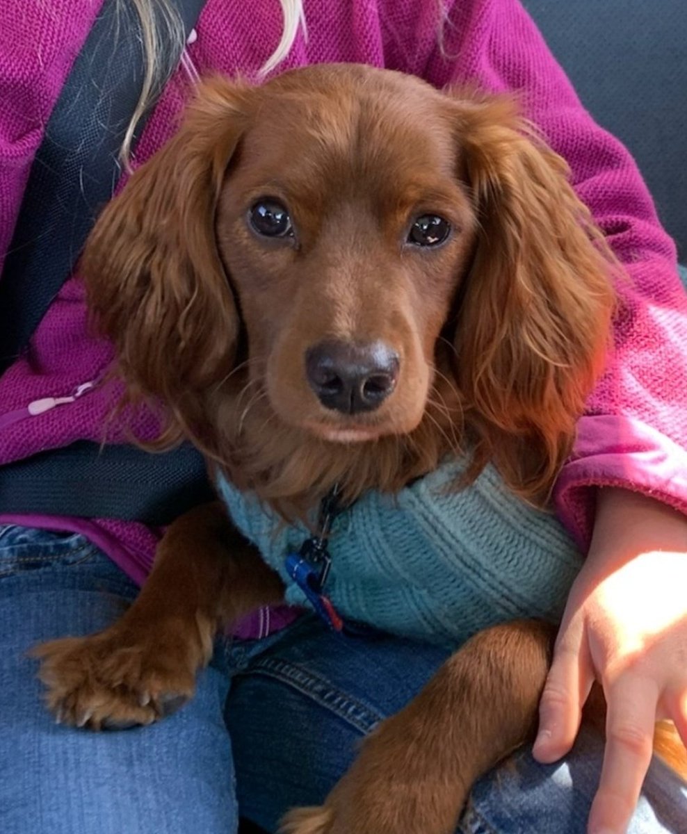 bnschlz's tweet photo. Dogs literally cry with joy when they're reunited with their owners https://t.co/TwT185JJB4 #BedtimeScience https://t.co/YqObxBZYFm