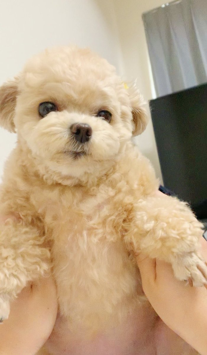 トヨタシエンタのcmの犬の種類は 名前はちょうじゅうろう君でタレント犬 来週はきっと晴れ