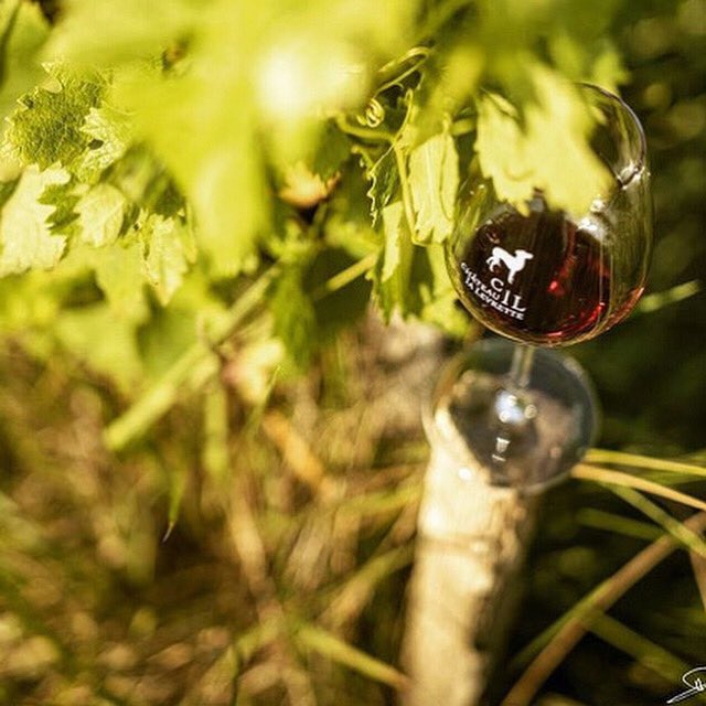 ChlaLevrette's tweet photo. De retour à la vigne après une petite pause vacances. Bientôt les vendanges !
#vignes #onewineproduction #verre #feuilledevigne #feuilledevignes #verredevin #verredevinbio #verredevinrouge #glass #glassofwine #glassofredwine #retourdevacances #vindebordeaux #vindeblaye #blaye https://t.co/Bc7Eq6SG2t