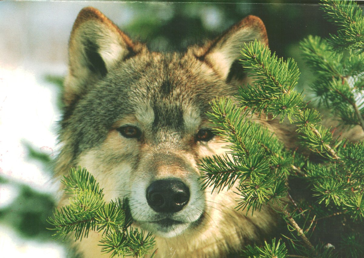 HourlyWolves presents: