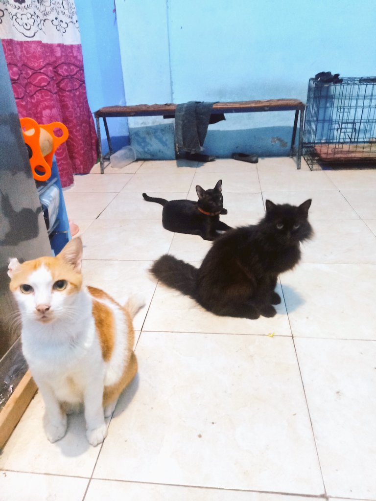 kucingposting's tweet photo. Para pengabdi pakan.

Pantang pulang sebelum kenyang 👻👻👻 https://t.co/EKdntCf8O1