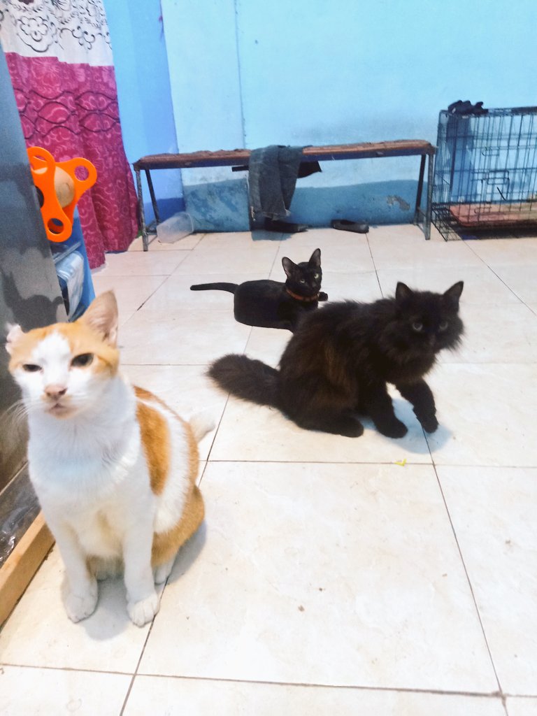 kucingposting's tweet photo. Para pengabdi pakan.

Pantang pulang sebelum kenyang 👻👻👻 https://t.co/EKdntCf8O1