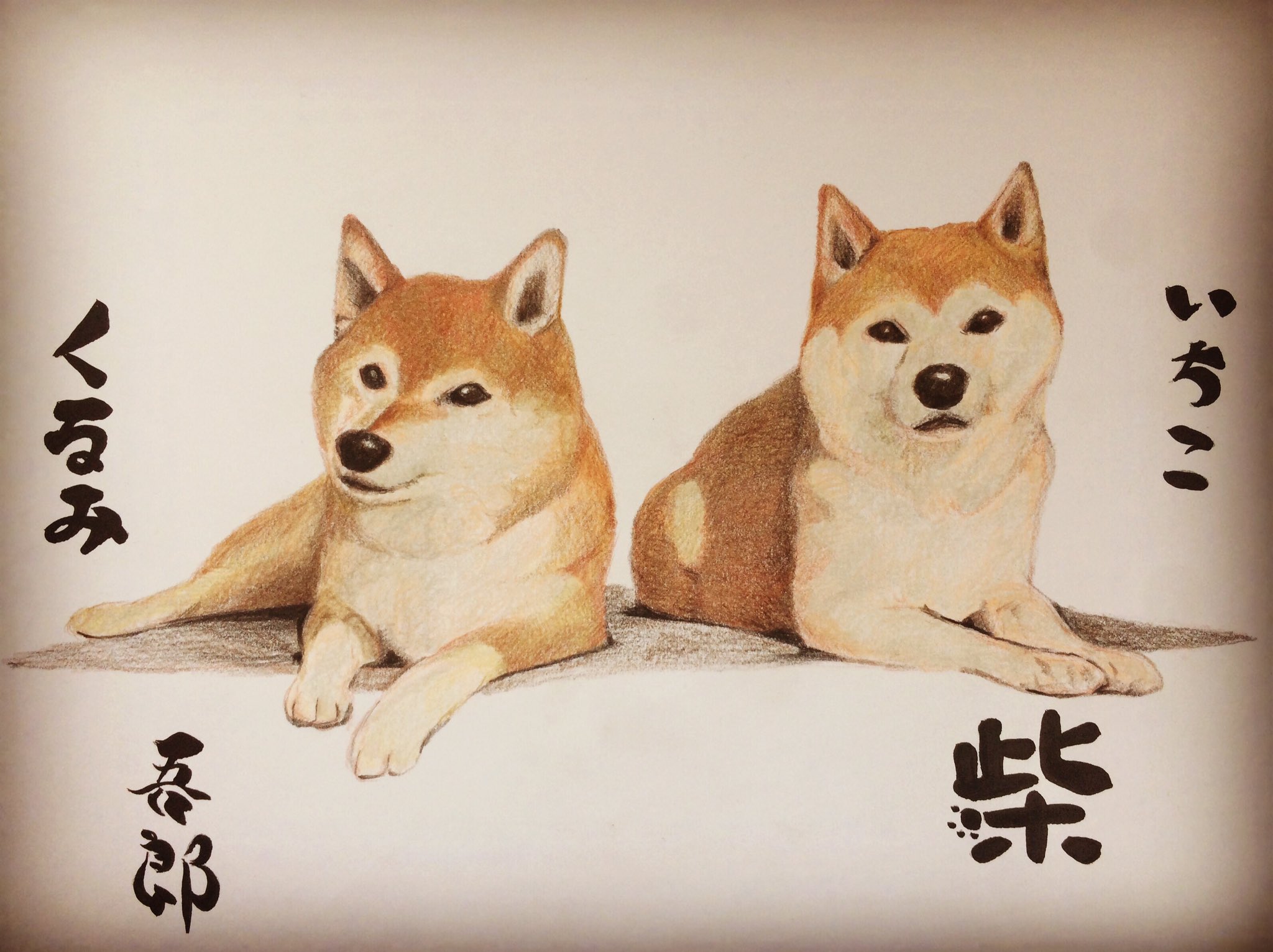 柴犬イラスト Twitter Search Twitter