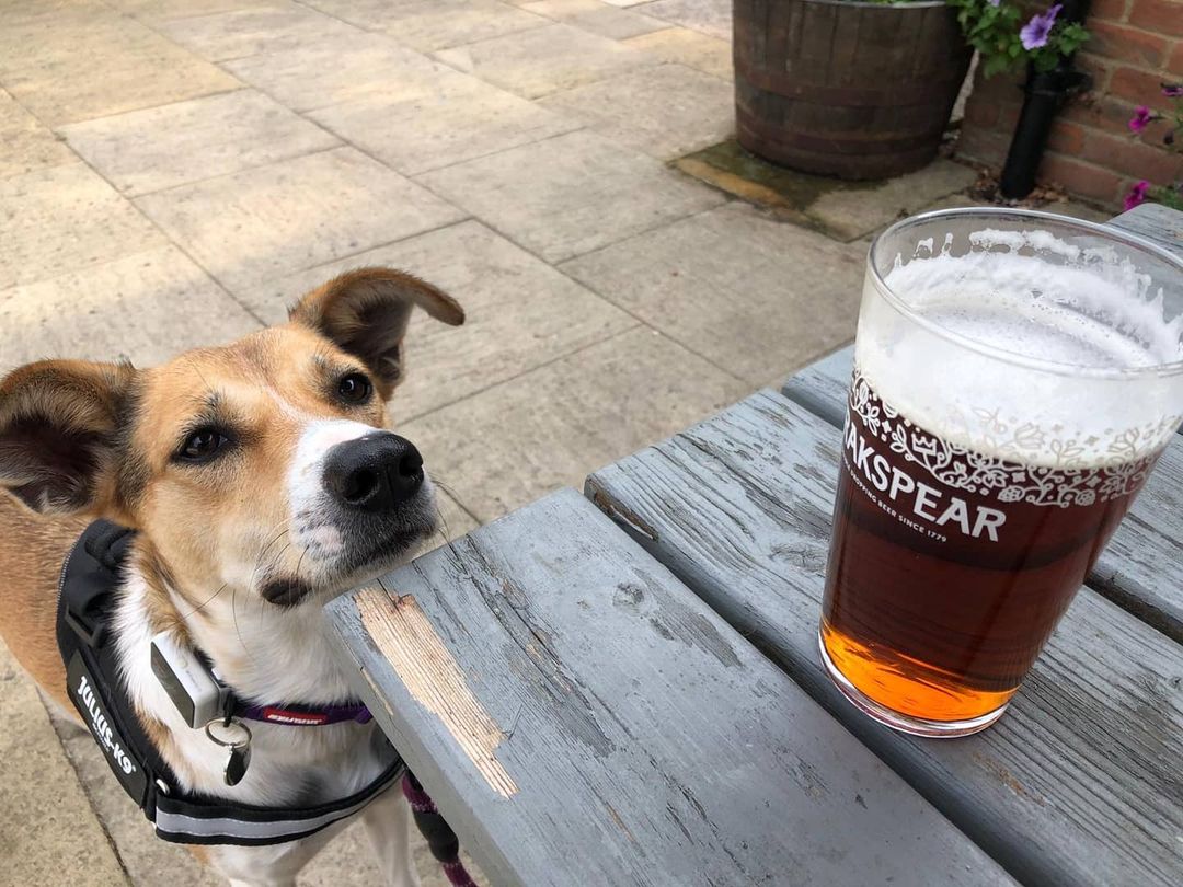 We couldn't think of a better way to spend #BankHoliday Monday than with a pooch and a pint 🐾🍺

We're pleased to welcome well-behaved pups (and owners!) for visits and longer stays at a selection of our pubs 🙌 Head over to bit.ly/3PDrGIy to find your local 🐶