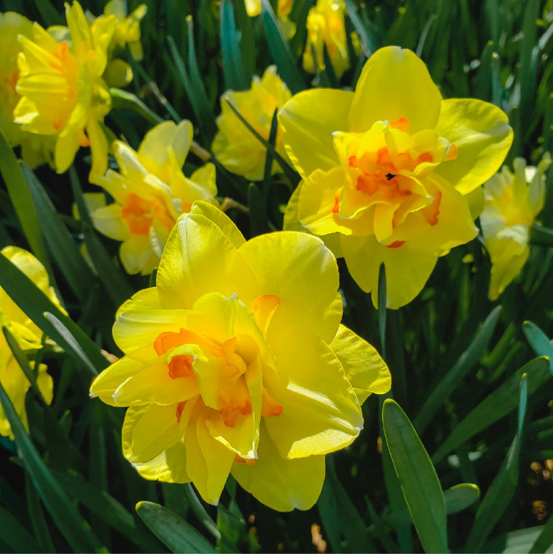 empathyrootgrow's tweet photo. 🌼Spring might not be on our minds right now, but late summer is a great time to plant daffodils! Add a scoop of Empathy Bulb Starter to the planting hole and watch your bulbs flourish in Spring 🌼
📷️ Jeffrey Hamilton on Unsplash
#springbulbs https://t.co/9dcK8CRraP
