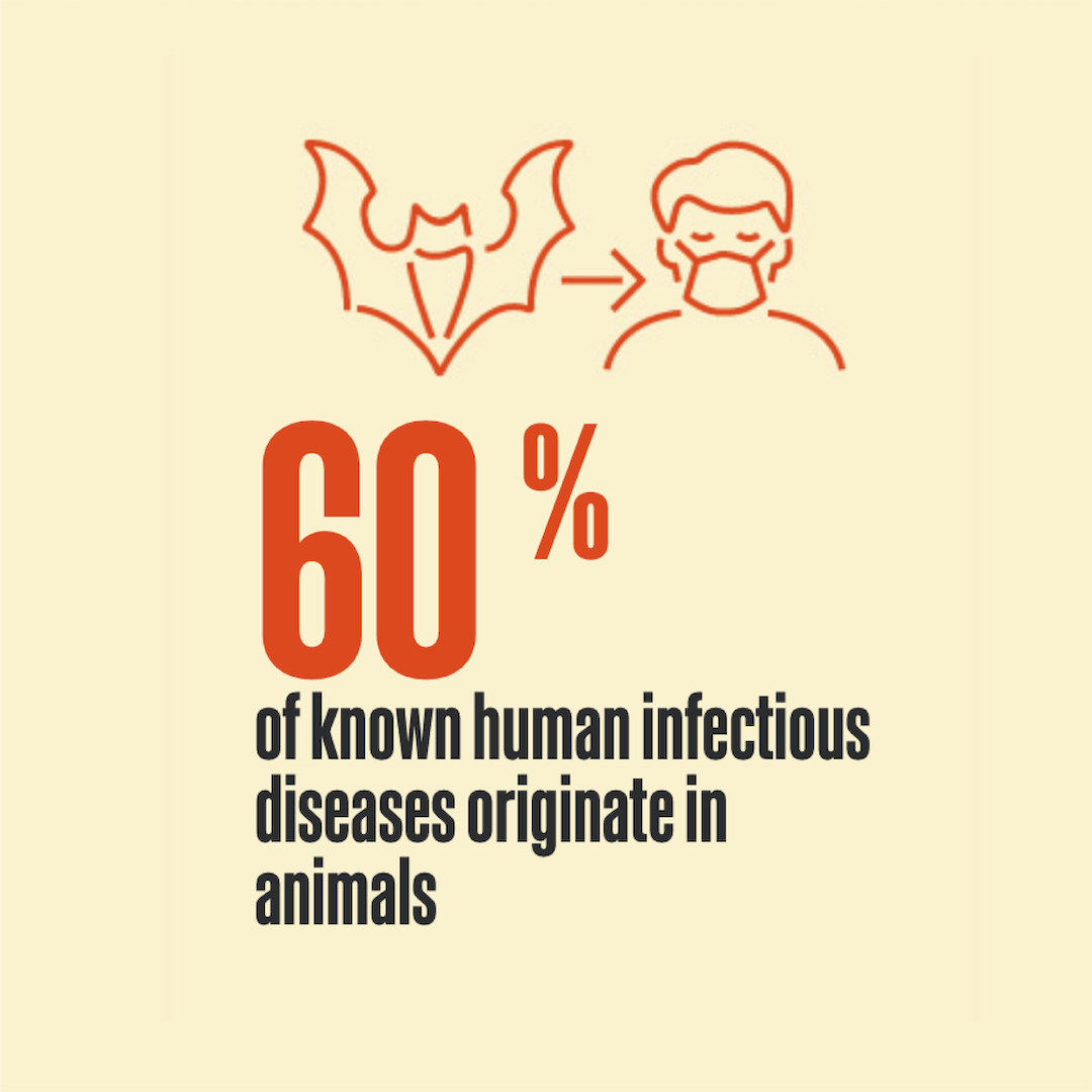 Human health depends on #animalhealth.

#DYK? 🦠 60% of pathogens 🦠 that cause human diseases come from animals.

The #OneHealth alliance is working to save millions of lives &amp; trillions of 💵 by coordinating pandemic prevention, helping to stop #zoonoses before they emerge.