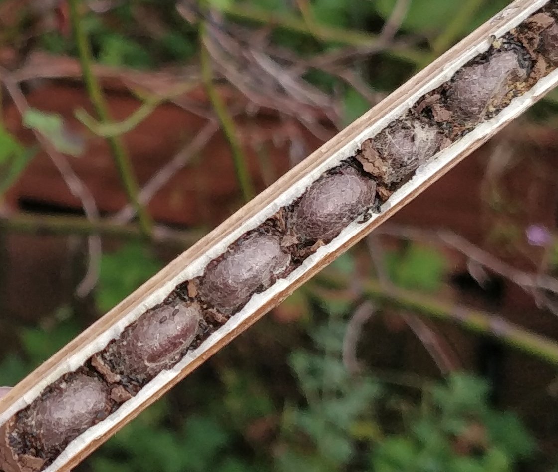 MarkSmyth1960's tweet photo. Inside a natural red mason bee nest in a hogweed stem. Female eggs are laid first with males in the front half. By July they will have eaten their pollen ball, spun a cocoon and morph in to a bee. They now sit &amp; wait for 9 months. 
#solitarybee #redmasonbee #osmiarufa https://t.co/fCZIzqWYxJ