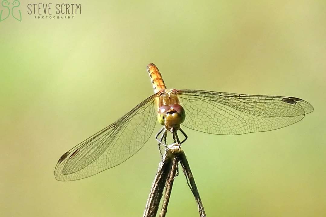 Davyhulme Millennium Nature Reserve. 28.08.22
Common Darter, taking a rest.
<a href="/FlixtonUrmston/">Love where you live</a> <a href="/GMGreenCity/">GM Green City</a> <a href="/CityofTreesMcr/">City of Trees</a> <a href="/TCVManchester/">TCV Manchester</a>  <a href="/UrmstonMeadows/">Urmston Meadows</a> <a href="/unitedutilities/">United Utilities</a>