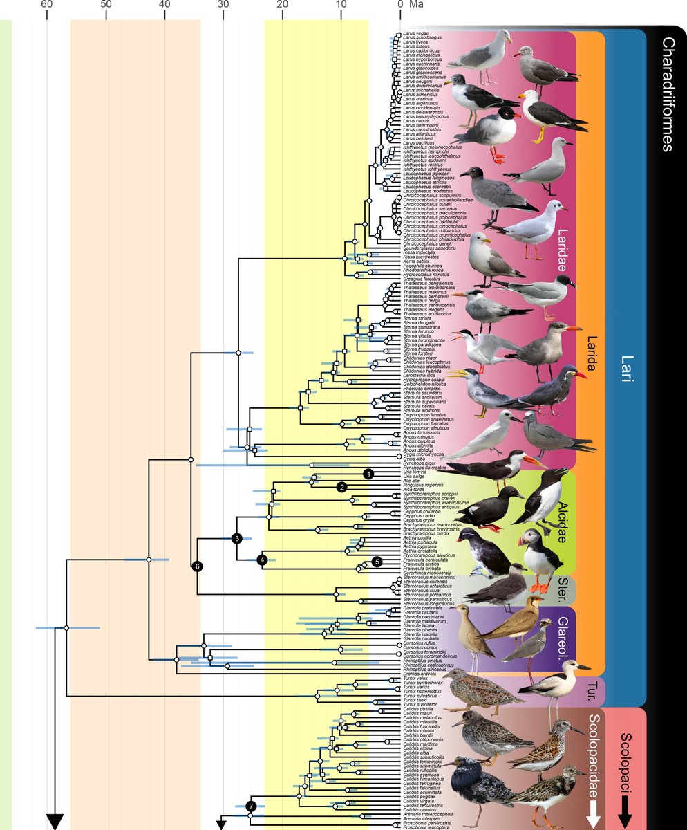 Eumaniraptora art 🎨 on Twitter "RT albertonykus Phylogeny and