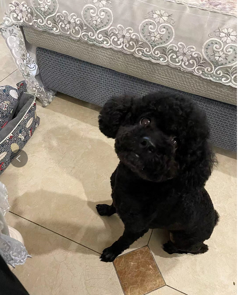 dogs_kiss_cats's tweet photo. black and black .hahahhah
pets toy design and selling
#life #landscape #fantasticearth #naturallandscapes #discoverearth #earthofficial
#awesomeearth #earthexperience #earthdayeveryday #earthfriendly #earthlings
#dog #dogs #cats #cat https://t.co/tuzy2s2xZ7