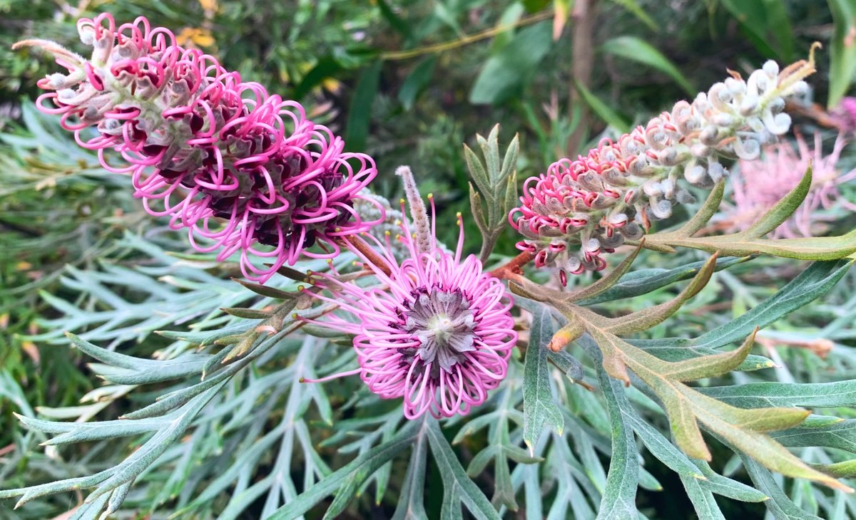 Stop and admire the Grevillea x ‘Dorothy Gordon’ in bloom at the #Brisbane City Botanic Gardens #Proteaceae #sendmeyourphotos #australiannatives