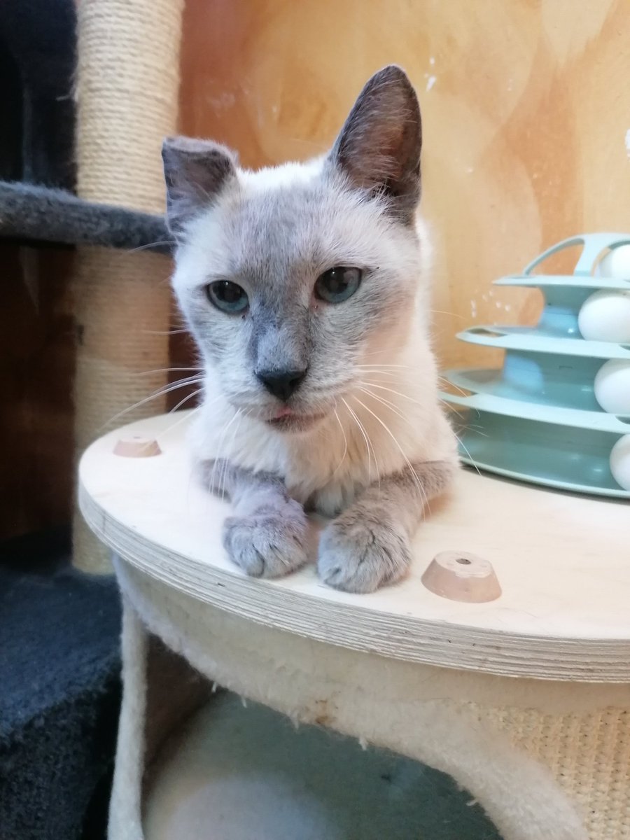 AXLAMADRID's tweet photo. Ogrey es un gato muy peculiar

Con un pasado muy triste a sus espaldas, busca cariño constante en nuestras voluntarias.

Es muy tranquilo y cariñoso y necesita una oportunidad que por fin sea definitiva, una familia que le dé el amor que merece.

✉️adopciones@axlamadrid.org https://t.co/9soszMXGxU